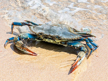 Нашествие голубого краба