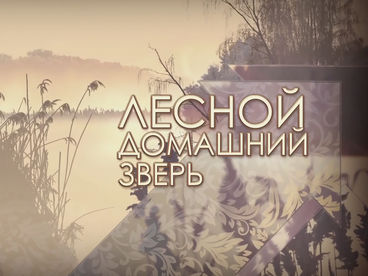 Лесной домашний зверь Лесной домашний зверь