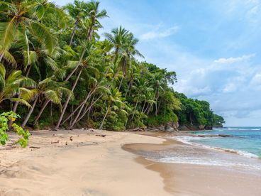 Фауна Мартиники Фауна Мартиники