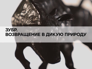 Зубр. Возвращение в дикую природу