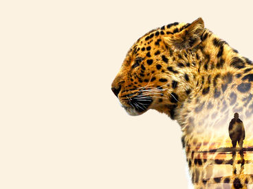 Великолепная способность леопарда к адаптации Великолепная способность леопарда к адаптации