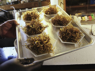 Великое нашествие водорослей