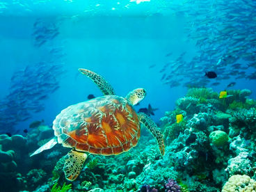 Большой Барьерный риф: живое сокровище Большой Барьерный риф: живое сокровище