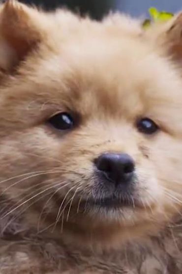 Хуан Сяоцзюй