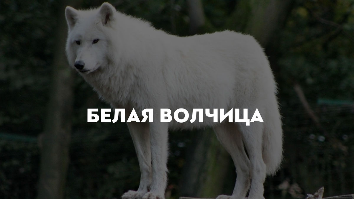 Белая волчица
