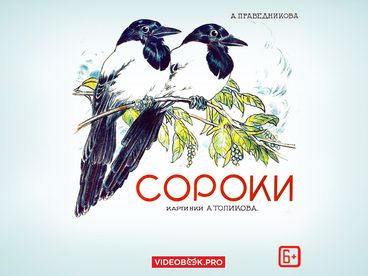 Сороки