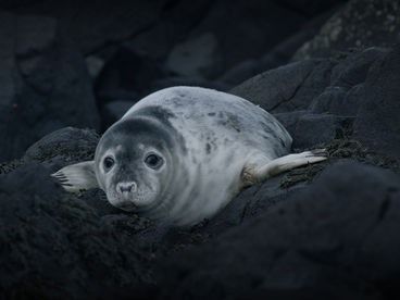 Серые тюлени. Секреты выживания Серые тюлени. Секреты выживания