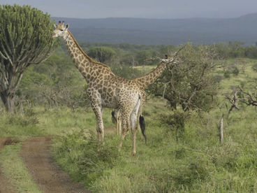 Самые высокие млекопитающие Южной Африки Самые высокие млекопитающие Южной Африки