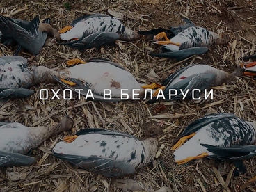 Охота в Беларуси