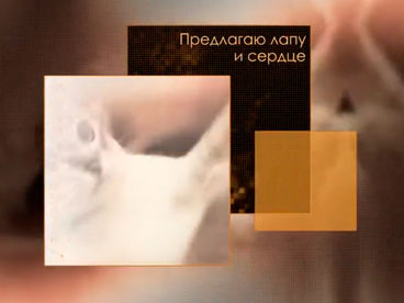 Предлагаю лапу и сердце