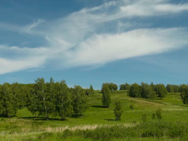 Роща Роща