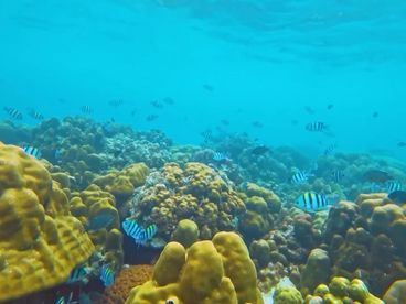 Подводный мир Андаманского моря Подводный мир Андаманского моря