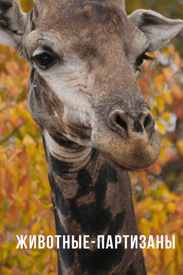 Мастера выживания