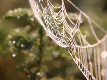 Паутинка Паутинка