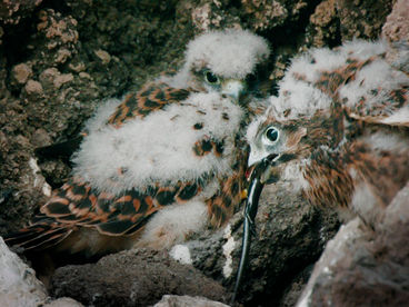 Дикие острова Лансароте