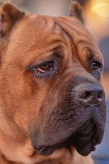 Пак Уильямс