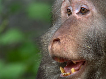 Обезьяны вокруг: макаки горы Хуаншань Обезьяны вокруг: макаки горы Хуаншань