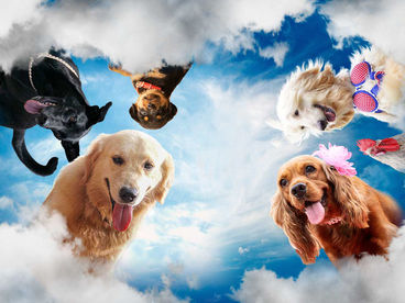 Собачий побег