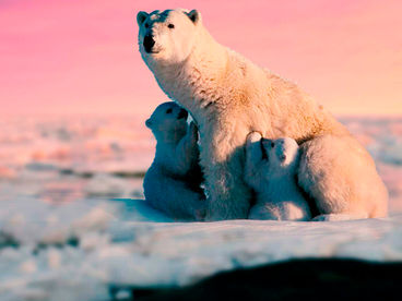 Ледяное побережье Ледяное побережье