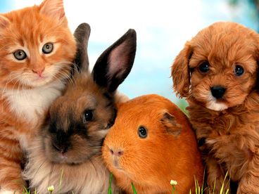 В мире домашних животных