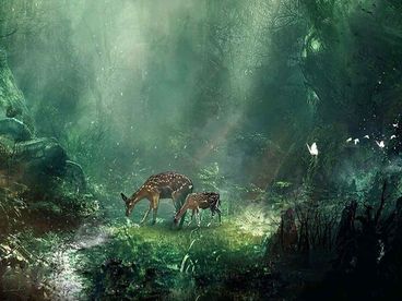 Дикая природа Сингапура Дикая природа Сингапура