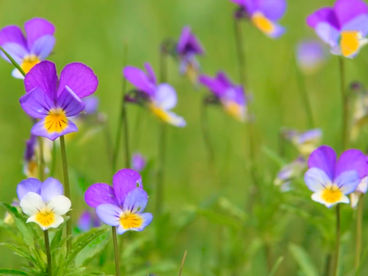 Хребет Нары