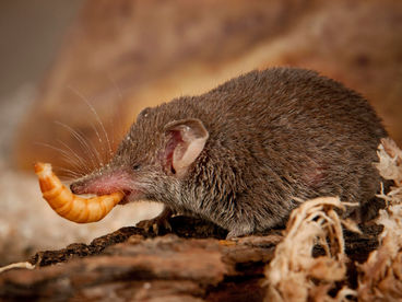 Мал, да удал Мал, да удал