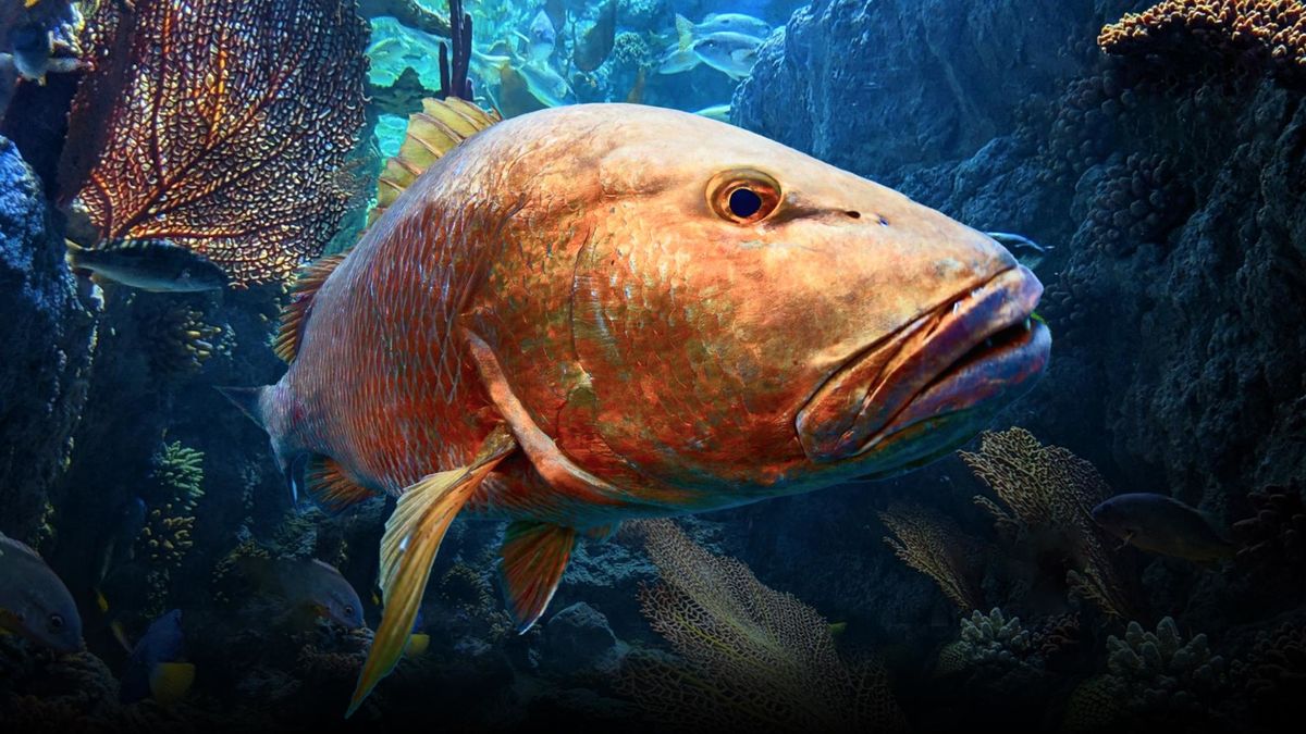 AMZ Peacock & BG Grouper