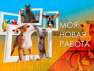 Моя новая работа