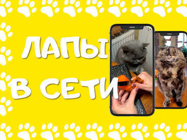 Лапы в сети