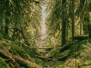 Весна в лесу Весна в лесу