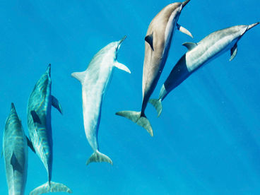 Длинноносые дельфины Длинноносые дельфины