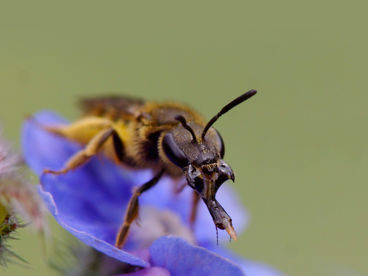 Большой мир маленького сада Большой мир маленького сада