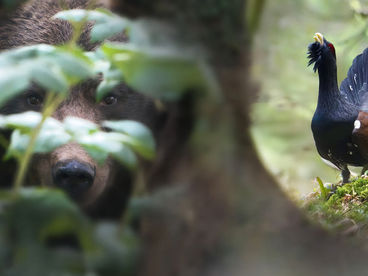 Дикая Словения