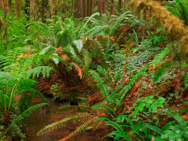 Парк Джедидайа Смит Редвудс