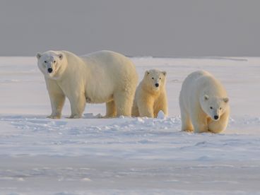 Медведи cевера Тихого океана Медведи cевера Тихого океана