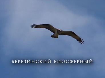 Березинский биосферный