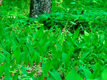 Ландыши Ландыши